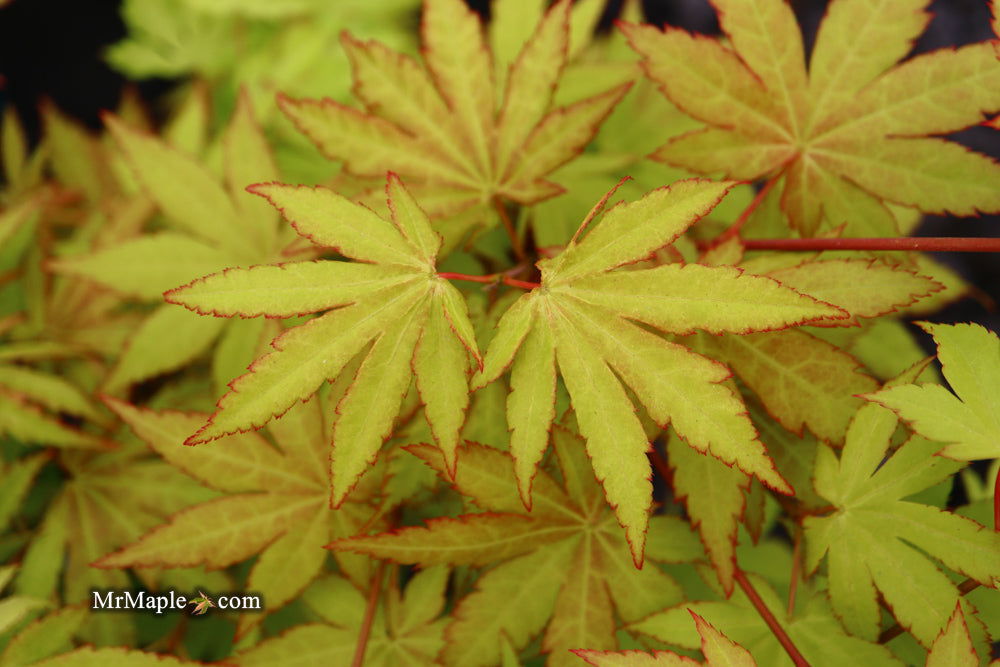 - Acer shirasawanum 'Sunny' Golden Full Moon Japanese Maple - Mr Maple │ Buy Japanese Maple Trees