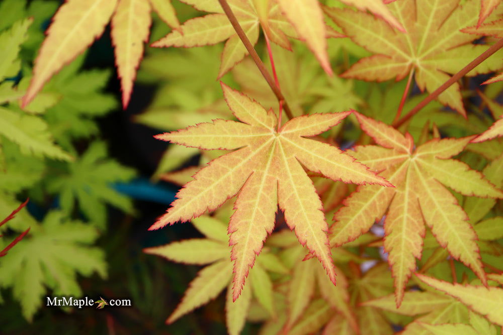 - Acer shirasawanum 'Sunny' Golden Full Moon Japanese Maple - Mr Maple │ Buy Japanese Maple Trees