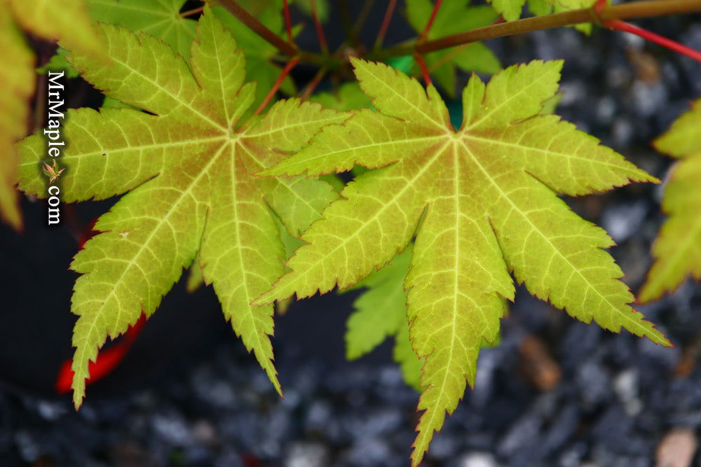 - Acer shirasawanum 'Sunny' Golden Full Moon Japanese Maple - Mr Maple │ Buy Japanese Maple Trees