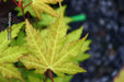 - Acer shirasawanum 'Sunny' Golden Full Moon Japanese Maple - Mr Maple │ Buy Japanese Maple Trees