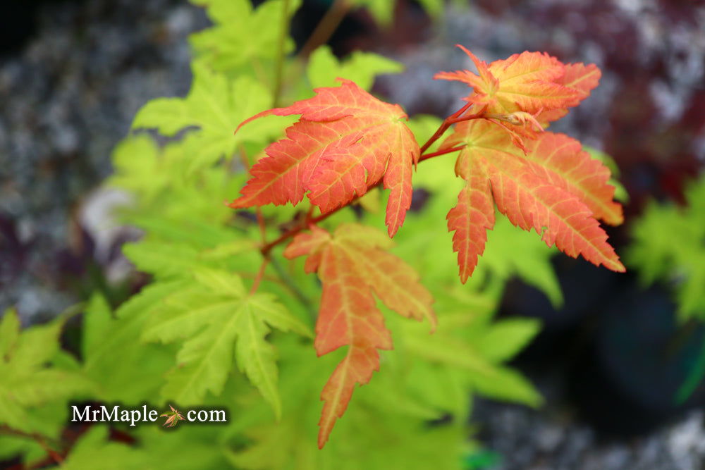 - Acer shirasawanum 'Sunny' Golden Full Moon Japanese Maple - Mr Maple │ Buy Japanese Maple Trees