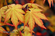 - Acer shirasawanum 'Sunny' Golden Full Moon Japanese Maple - Mr Maple │ Buy Japanese Maple Trees