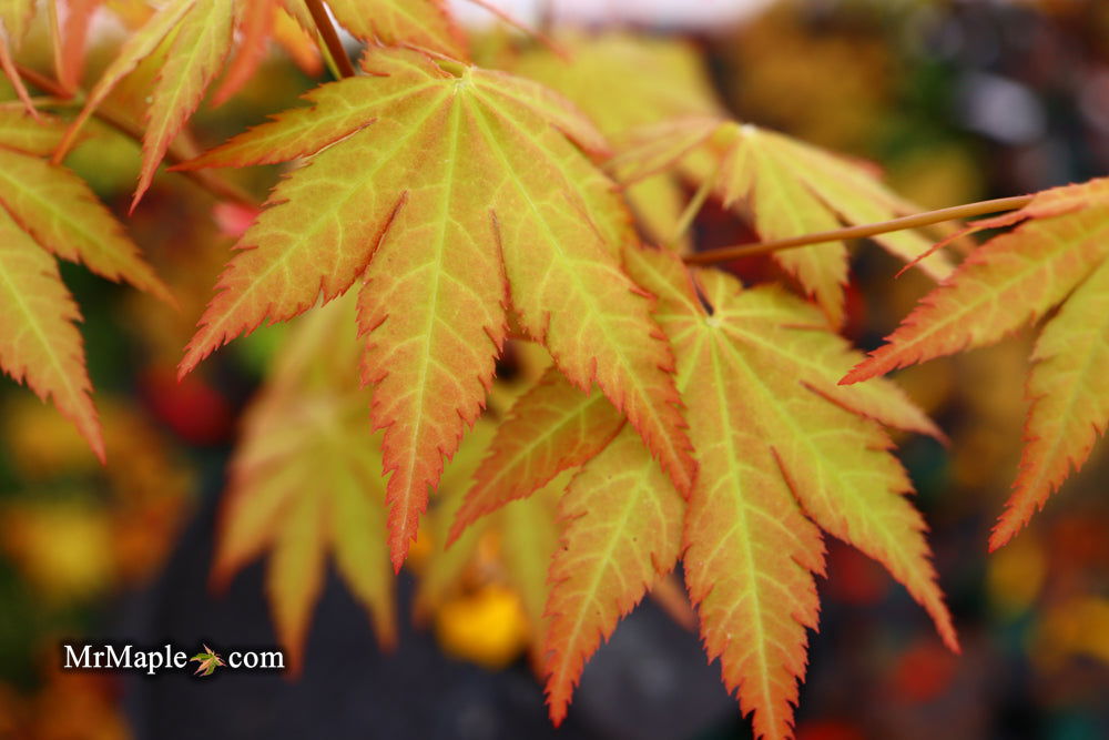 - Acer shirasawanum 'Sunny' Golden Full Moon Japanese Maple - Mr Maple │ Buy Japanese Maple Trees