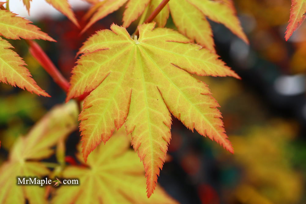 - Acer shirasawanum 'Sunny' Golden Full Moon Japanese Maple - Mr Maple │ Buy Japanese Maple Trees