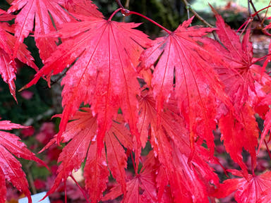 - Acer shirasawanum 'Yasemin' Full Moon Japanese Maple - Mr Maple │ Buy Japanese Maple Trees