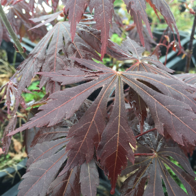 - Acer shirasawanum 'Yasemin' Full Moon Japanese Maple - Mr Maple │ Buy Japanese Maple Trees