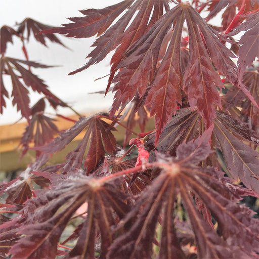 - Acer shirasawanum 'Yasemin' Full Moon Japanese Maple - Mr Maple │ Buy Japanese Maple Trees