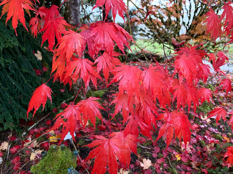 - Acer shirasawanum 'Yasemin' Full Moon Japanese Maple - Mr Maple │ Buy Japanese Maple Trees