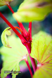 - Acer shirasawanum 'Yellow Canary' Golden Full Moon Japanese Maple - Mr Maple │ Buy Japanese Maple Trees