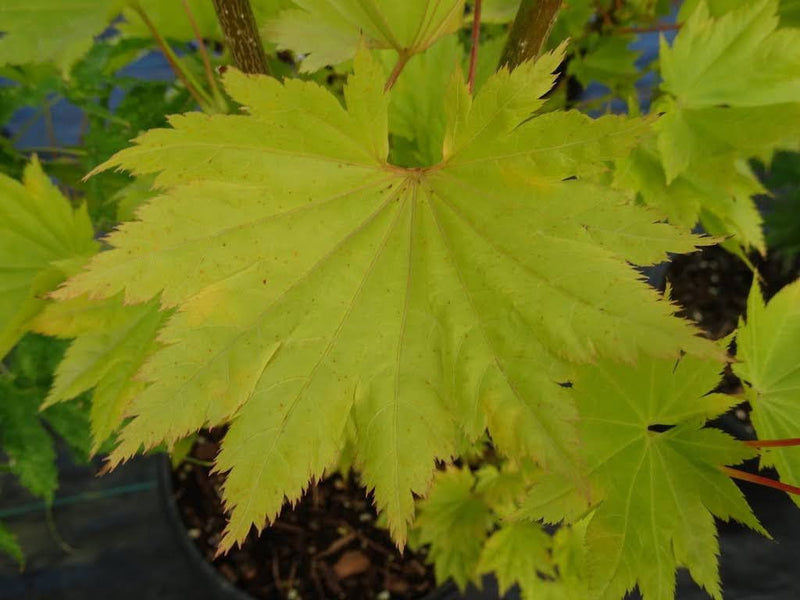 - Acer shirasawanum 'Yellow Canary' Golden Full Moon Japanese Maple - Mr Maple │ Buy Japanese Maple Trees