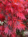 - Acer shirasawanum x palmatum 'Red Dawn' Japanese Maple - Mr Maple │ Buy Japanese Maple Trees