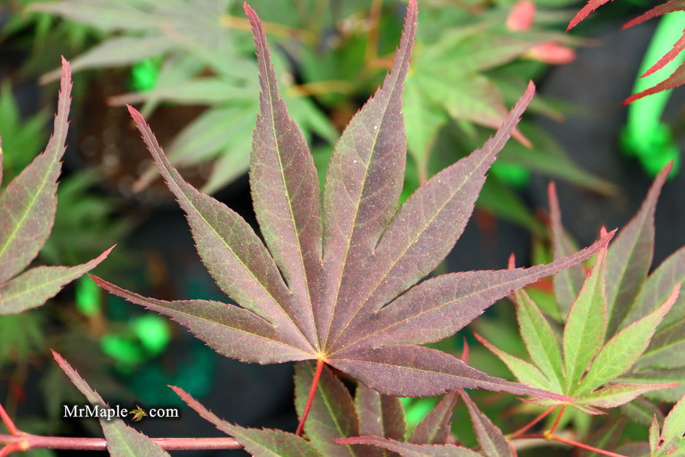 - Acer shirasawanum x palmatum 'Red Dawn' Japanese Maple - Mr Maple │ Buy Japanese Maple Trees