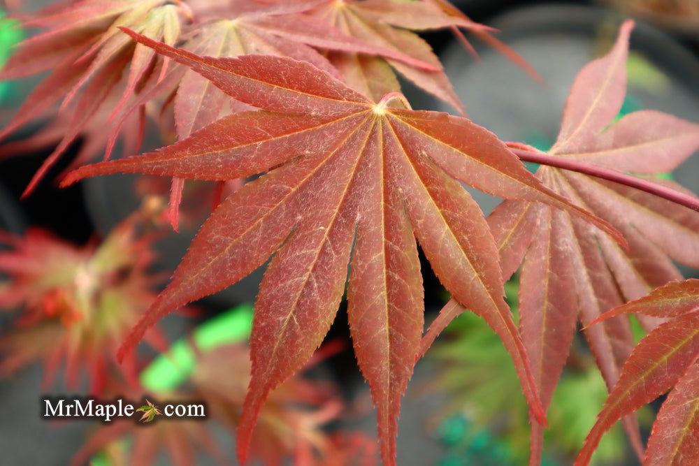 - Acer shirasawanum x palmatum 'Red Dawn' Japanese Maple - Mr Maple │ Buy Japanese Maple Trees