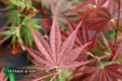 - Acer shirasawanum x palmatum 'Red Dawn' Japanese Maple - Mr Maple │ Buy Japanese Maple Trees