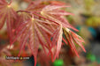 - Acer shirasawanum x palmatum 'Red Dawn' Japanese Maple - Mr Maple │ Buy Japanese Maple Trees