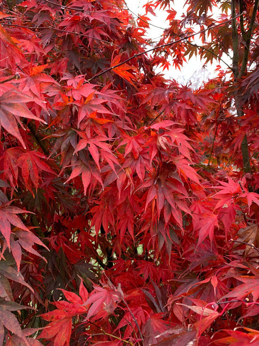 - Acer shirasawanum x palmatum 'Red Dawn' Japanese Maple - Mr Maple │ Buy Japanese Maple Trees