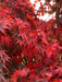 - Acer shirasawanum x palmatum 'Red Dawn' Japanese Maple - Mr Maple │ Buy Japanese Maple Trees