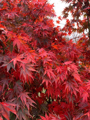 - Acer shirasawanum x palmatum 'Red Dawn' Japanese Maple - Mr Maple │ Buy Japanese Maple Trees