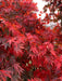 - Acer shirasawanum x palmatum 'Red Dawn' Japanese Maple - Mr Maple │ Buy Japanese Maple Trees