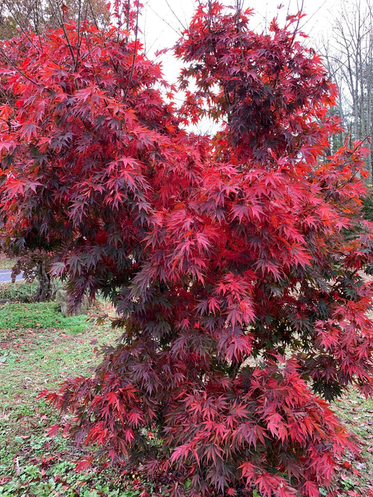 - Acer shirasawanum x palmatum 'Red Dawn' Japanese Maple - Mr Maple │ Buy Japanese Maple Trees