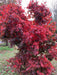 - Acer shirasawanum x palmatum 'Red Dawn' Japanese Maple - Mr Maple │ Buy Japanese Maple Trees