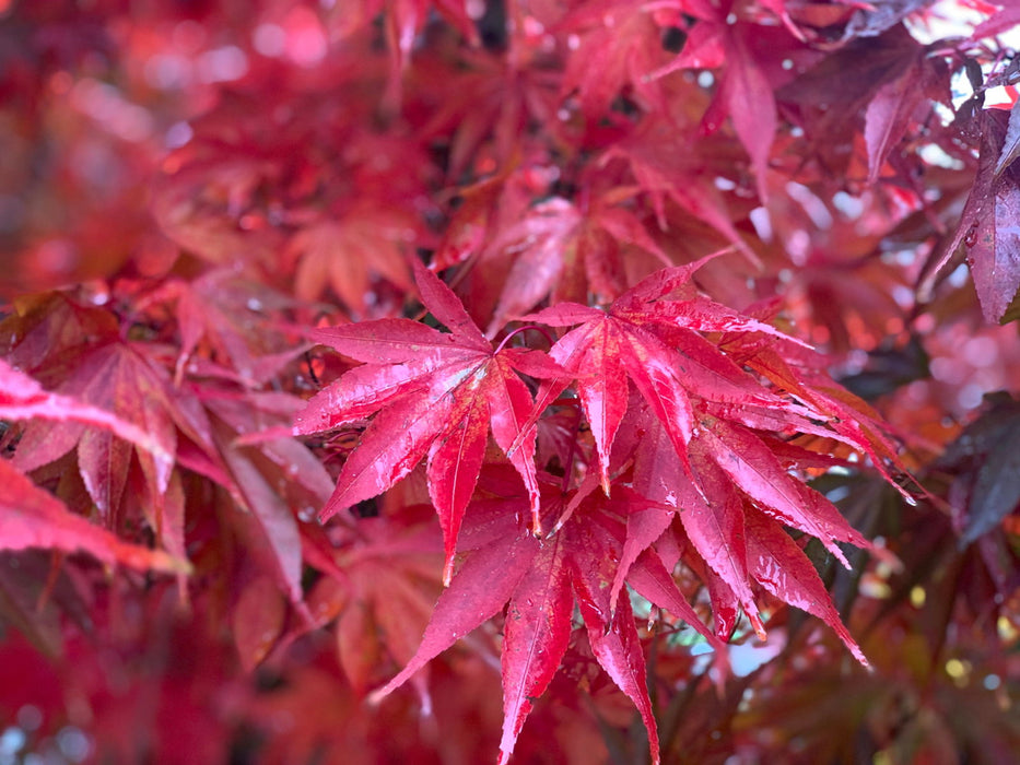 - Acer shirasawanum x palmatum 'Red Dawn' Japanese Maple - Mr Maple │ Buy Japanese Maple Trees