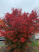 - Acer shirasawanum x palmatum 'Red Dawn' Japanese Maple - Mr Maple │ Buy Japanese Maple Trees