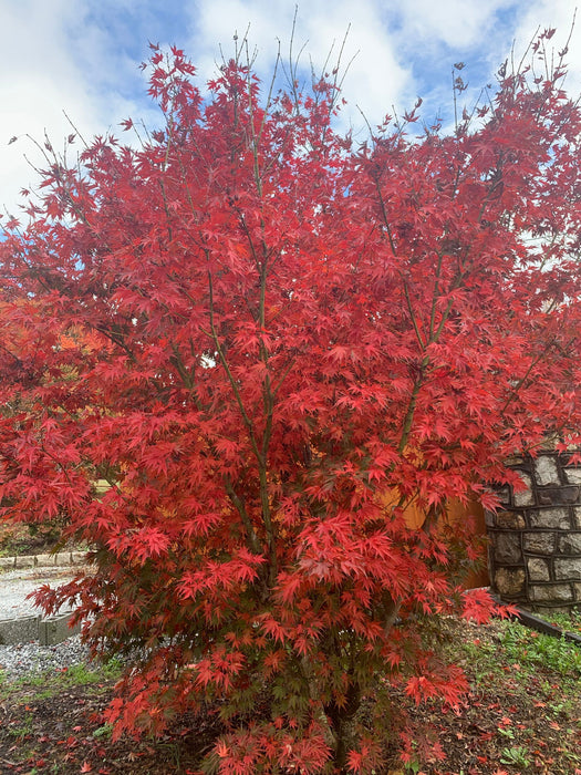 - Acer shirasawanum x palmatum 'Red Dawn' Japanese Maple - Mr Maple │ Buy Japanese Maple Trees