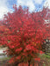 - Acer shirasawanum x palmatum 'Red Dawn' Japanese Maple - Mr Maple │ Buy Japanese Maple Trees