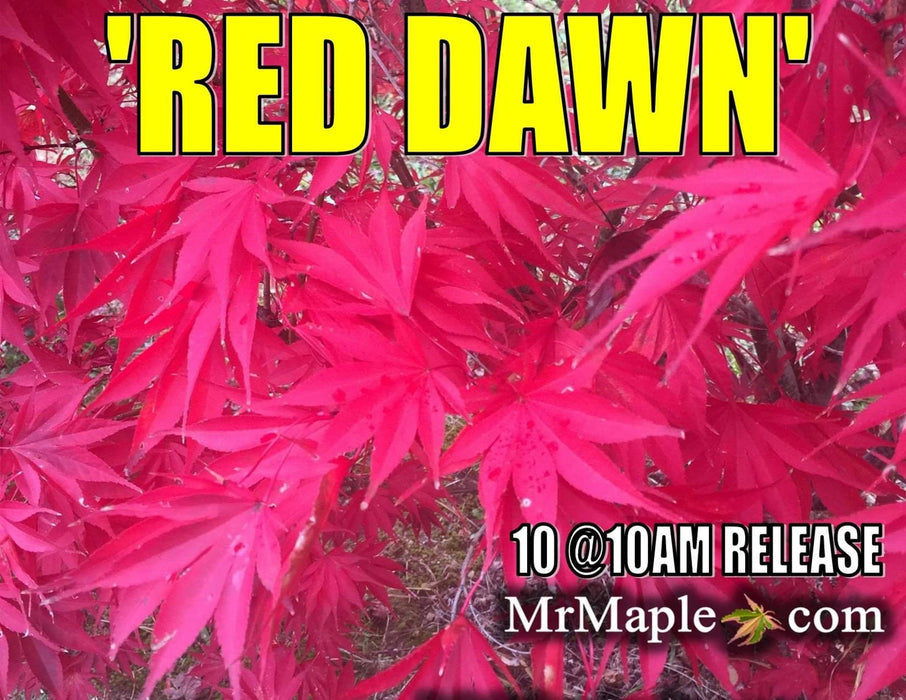 - Acer shirasawanum x palmatum 'Red Dawn' Japanese Maple - Mr Maple │ Buy Japanese Maple Trees