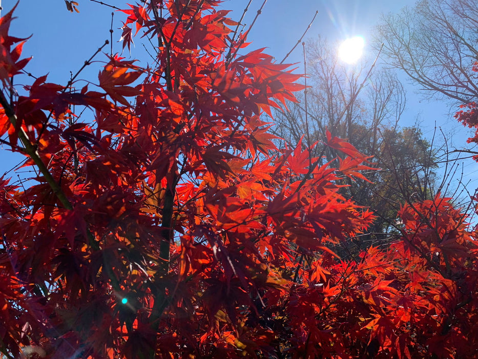 - Acer shirasawanum x palmatum 'Red Dawn' Japanese Maple - Mr Maple │ Buy Japanese Maple Trees