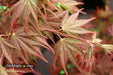 - Acer shirasawanum x palmatum 'Red Dawn' Japanese Maple - Mr Maple │ Buy Japanese Maple Trees