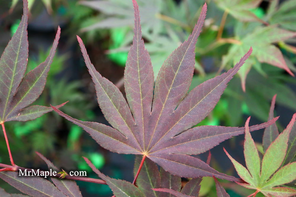 - Acer shirasawanum x palmatum 'Red Dawn' Japanese Maple - Mr Maple │ Buy Japanese Maple Trees