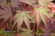 - Acer shirasawanum x palmatum 'Red Dawn' Japanese Maple - Mr Maple │ Buy Japanese Maple Trees