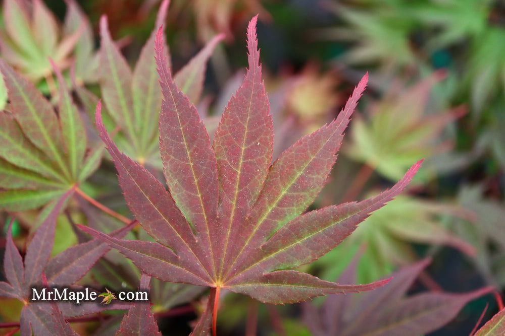 - Acer shirasawanum x palmatum 'Red Dawn' Japanese Maple - Mr Maple │ Buy Japanese Maple Trees