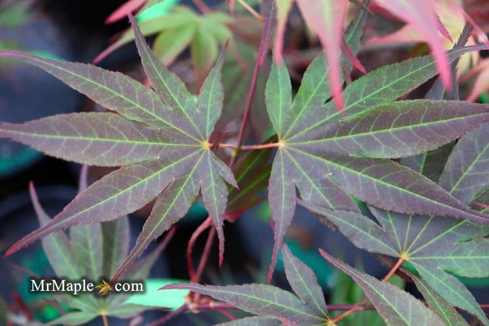 - Acer shirasawanum x palmatum 'Red Dawn' Japanese Maple - Mr Maple │ Buy Japanese Maple Trees