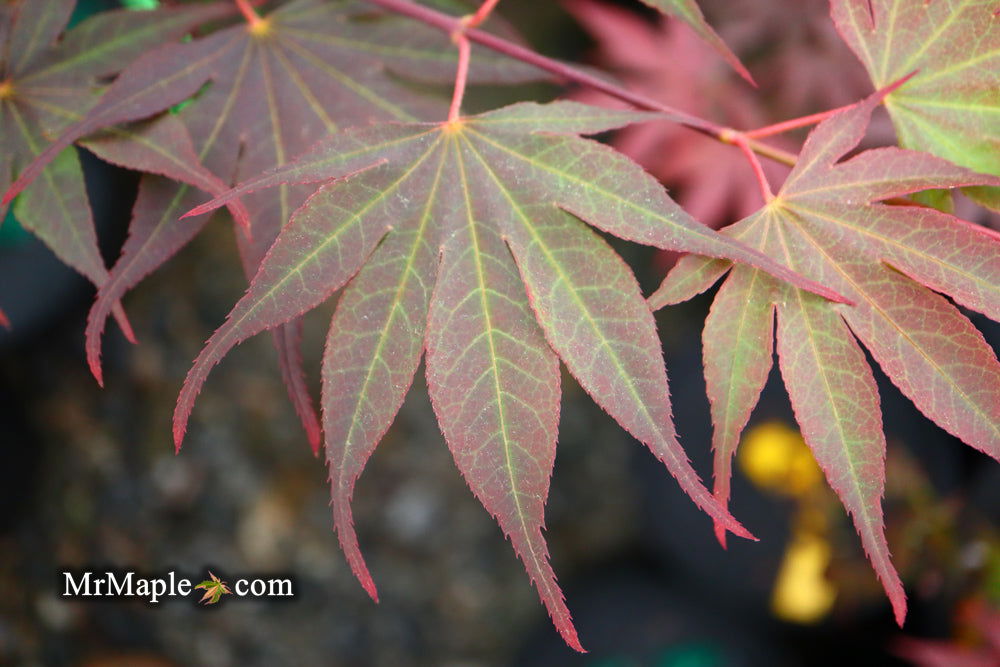 - Acer shirasawanum x palmatum 'Red Dawn' Japanese Maple - Mr Maple │ Buy Japanese Maple Trees