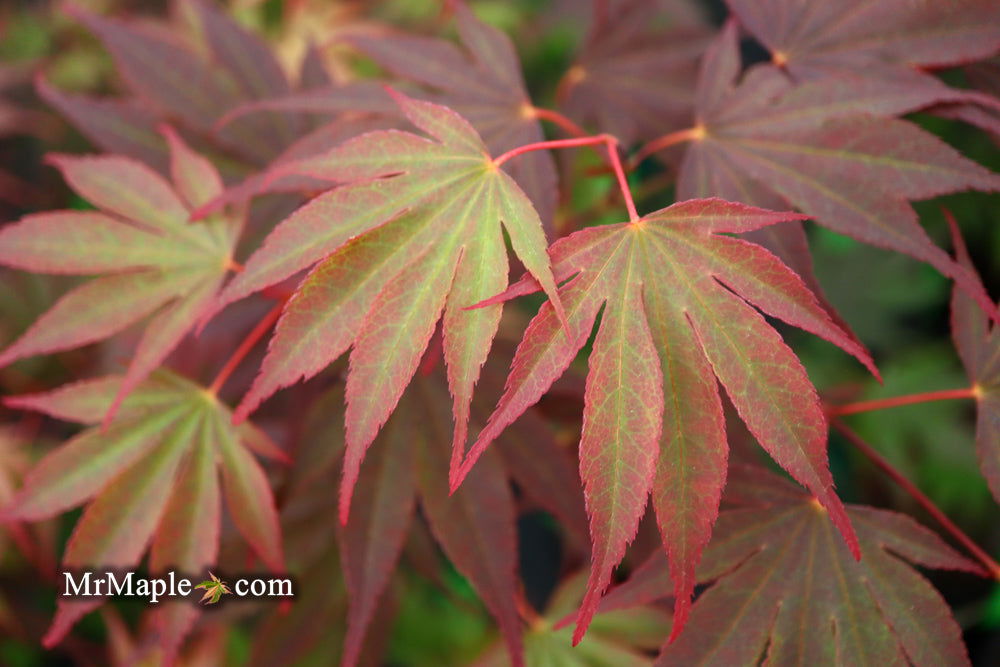 - Acer shirasawanum x palmatum 'Red Dawn' Japanese Maple - Mr Maple │ Buy Japanese Maple Trees