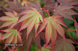 - Acer shirasawanum x palmatum 'Red Dawn' Japanese Maple - Mr Maple │ Buy Japanese Maple Trees