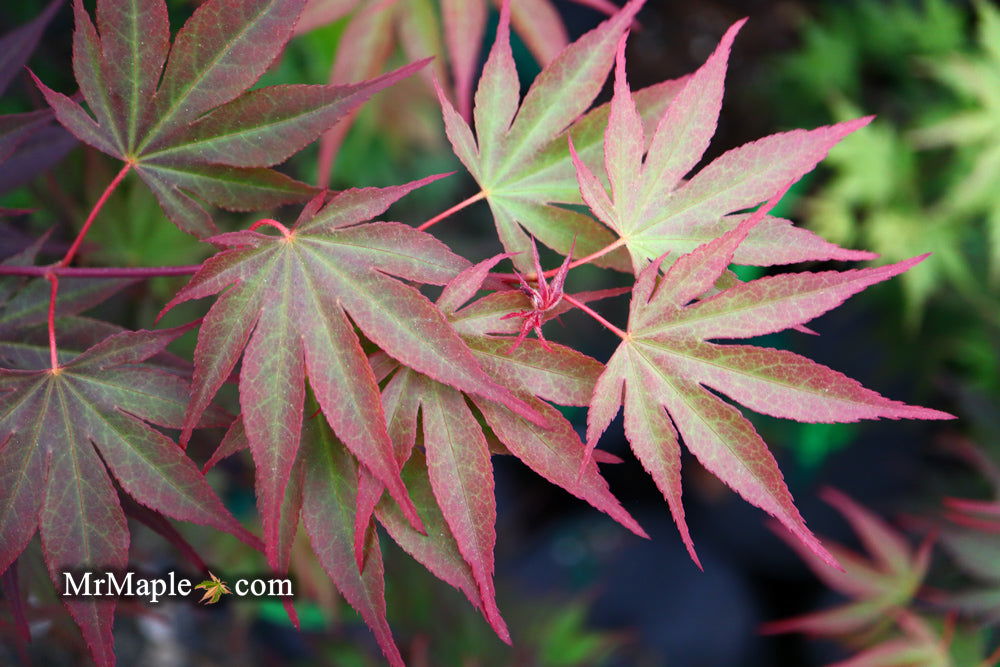 - Acer shirasawanum x palmatum 'Red Dawn' Japanese Maple - Mr Maple │ Buy Japanese Maple Trees