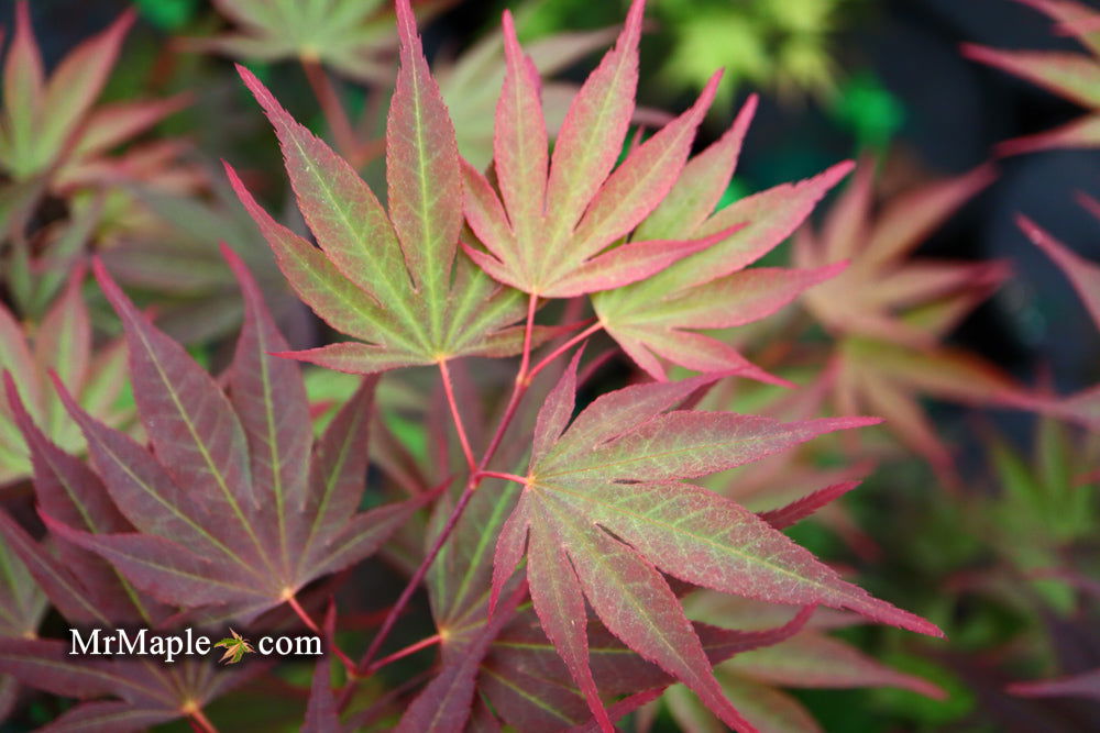 - Acer shirasawanum x palmatum 'Red Dawn' Japanese Maple - Mr Maple │ Buy Japanese Maple Trees