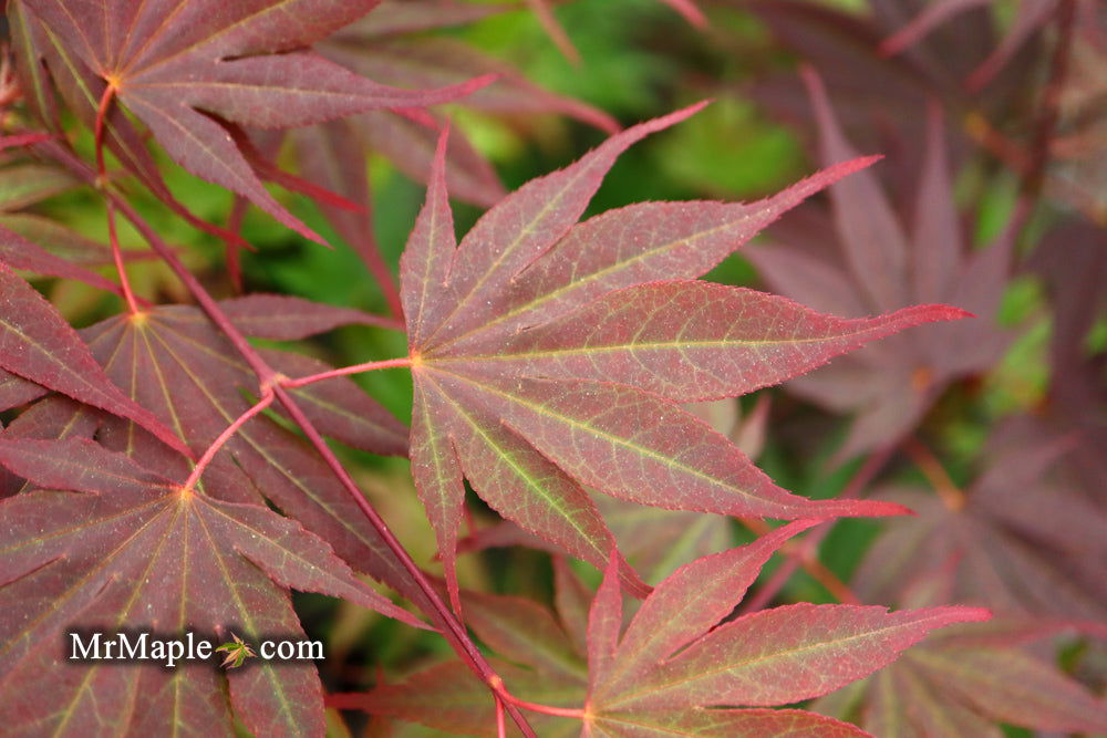 - Acer shirasawanum x palmatum 'Red Dawn' Japanese Maple - Mr Maple │ Buy Japanese Maple Trees