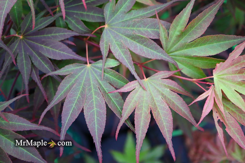 - Acer shirasawanum x palmatum 'Red Dawn' Japanese Maple - Mr Maple │ Buy Japanese Maple Trees