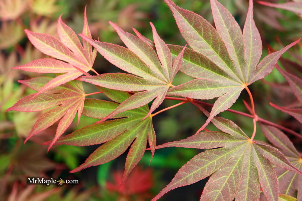 - Acer shirasawanum x palmatum 'Red Dawn' Japanese Maple - Mr Maple │ Buy Japanese Maple Trees