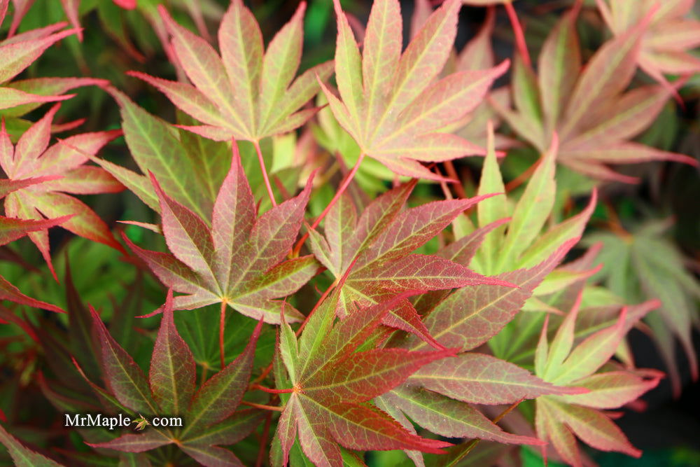 - Acer shirasawanum x palmatum 'Red Dawn' Japanese Maple - Mr Maple │ Buy Japanese Maple Trees