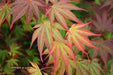 - Acer shirasawanum x palmatum 'Red Dawn' Japanese Maple - Mr Maple │ Buy Japanese Maple Trees