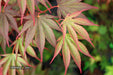 - Acer shirasawanum x palmatum 'Red Dawn' Japanese Maple - Mr Maple │ Buy Japanese Maple Trees