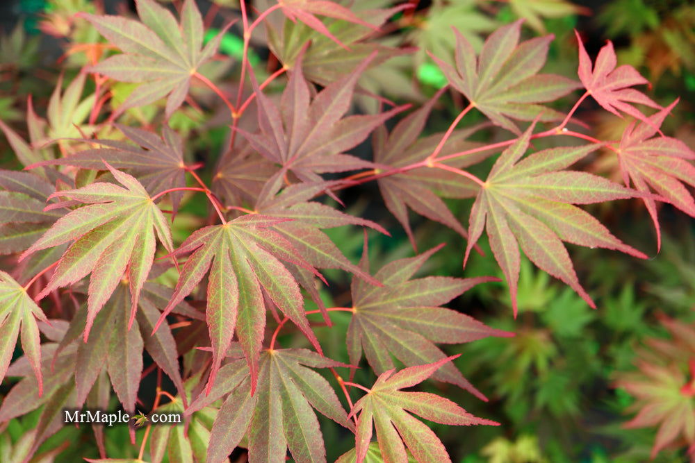 - Acer shirasawanum x palmatum 'Red Dawn' Japanese Maple - Mr Maple │ Buy Japanese Maple Trees