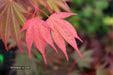 - Acer shirasawanum x palmatum 'Red Dawn' Japanese Maple - Mr Maple │ Buy Japanese Maple Trees