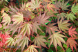 - Acer shirasawanum x palmatum 'Red Dawn' Japanese Maple - Mr Maple │ Buy Japanese Maple Trees